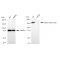 LifeSab™ KD-Validated CLTC Rabbit mAb (20 μl)