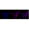 LifeSab™ KD-Validated CCNE2 Rabbit mAb (20 μl)