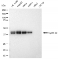 LifeSab™ KD-Validated CCNE2 Rabbit mAb (20 μl)