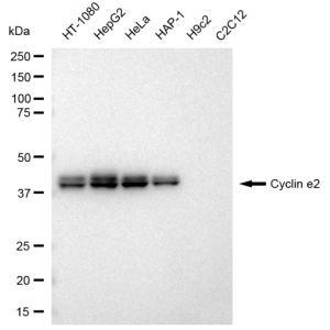 LifeSab™ KD-Validated CCNE2 Rabbit mAb (20 μl)