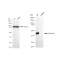 LifeSab™ KD-Validated CCNE2 Rabbit mAb (20 μl)