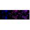 LifeSab™ KD-Validated DEK Rabbit mAb (20 μl)