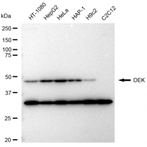 LifeSab™ KD-Validated DEK Rabbit mAb (20 μl)