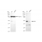 LifeSab™ KD-Validated DEK Rabbit mAb (20 μl)