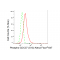 LifeSab™ KD-Validated Phospho-CDC37 (S13) Rabbit mAb (20 μl)