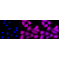 LifeSab™ KD-Validated Phospho-CDC37 (S13) Rabbit mAb (20 μl)