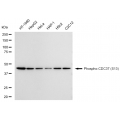 LifeSab™ KD-Validated Phospho-CDC37 (S13) Rabbit mAb (20 μl)