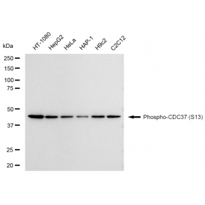 LifeSab™ KD-Validated Phospho-CDC37 (S13) Rabbit mAb (20 μl)