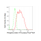 LifeSab™ KD-Validated Phospho-Cdk2 (Y15) Rabbit mAb (20 μl)