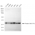 LifeSab™ KD-Validated Phospho-Cdk2 (Y15) Rabbit mAb (20 μl)