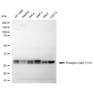 LifeSab™ KD-Validated Phospho-Cdk2 (Y15) Rabbit mAb (20 μl)