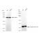 LifeSab™ KD-Validated Phospho-Cdk2 (Y15) Rabbit mAb (20 μl)