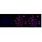 LifeSab™ KD-Validated AP1G1 Rabbit mAb (20 μl)