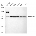 LifeSab™ KD-Validated AP1G1 Rabbit mAb (20 μl)