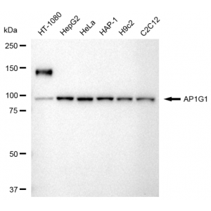 LifeSab™ KD-Validated AP1G1 Rabbit mAb (20 μl)