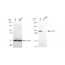 LifeSab™ KD-Validated AP1G1 Rabbit mAb (20 μl)