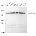 LifeSab™ KD-Validated BAZ1B Rabbit mAb (20 μl)