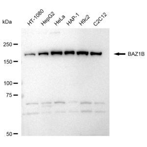 LifeSab™ KD-Validated BAZ1B Rabbit mAb (20 μl)