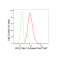 LifeSab™ KD-Validated BCL2L12 Rabbit mAb (20 μl)