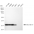 LifeSab™ KD-Validated BCL2L12 Rabbit mAb (20 μl)