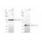 LifeSab™ KD-Validated BCL2L12 Rabbit mAb (20 μl)