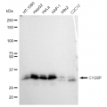 LifeSab™ KD-Validated C1QBP Rabbit mAb (20 μl)