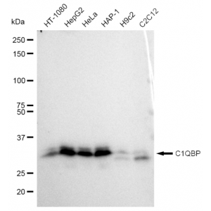 LifeSab™ KD-Validated C1QBP Rabbit mAb (20 μl)