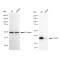 LifeSab™ KD-Validated C1QBP Rabbit mAb (20 μl)