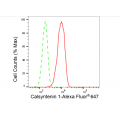 LifeSab™ KD-Validated CLSTN1 Rabbit mAb (20 μl)