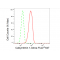 LifeSab™ KD-Validated CLSTN1 Rabbit mAb (20 μl)