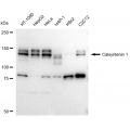 LifeSab™ KD-Validated CLSTN1 Rabbit mAb (20 μl)