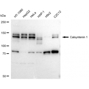 LifeSab™ KD-Validated CLSTN1 Rabbit mAb (20 μl)