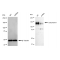 LifeSab™ KD-Validated CLSTN1 Rabbit mAb (20 μl)