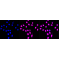 LifeSab™ KD-Validated COPS3 Rabbit mAb (20 μl)