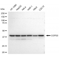 LifeSab™ KD-Validated COPS3 Rabbit mAb (20 μl)