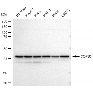 LifeSab™ KD-Validated COPS3 Rabbit mAb (20 μl)