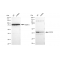 LifeSab™ KD-Validated COPS3 Rabbit mAb (20 μl)