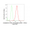 LifeSab™ KD-Validated CLASP1 Rabbit mAb (20 μl)