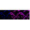 LifeSab™ KD-Validated CLASP1 Rabbit mAb (20 μl)