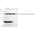 LifeSab™ KD-Validated CLASP1 Rabbit mAb (20 μl)