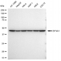 LifeSab™ KD-Validated EIF4A1 Rabbit mAb (20 μl)