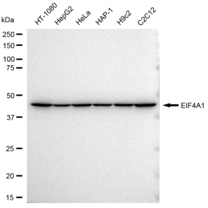 LifeSab™ KD-Validated EIF4A1 Rabbit mAb (20 μl)