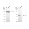 LifeSab™ KD-Validated EIF4A1 Rabbit mAb (20 μl)