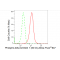 LifeSab™ KD-Validated Phospho-ARRB1 (S412) Rabbit mAb (20 μl)