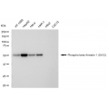 LifeSab™ KD-Validated Phospho-ARRB1 (S412) Rabbit mAb (20 μl)