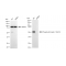 LifeSab™ KD-Validated Phospho-ARRB1 (S412) Rabbit mAb (20 μl)