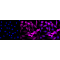 LifeSab™ KD-Validated Phospho-eIF4EBP1/2/3 (T46+T46+T32) Rabbit mAb (20 μl)