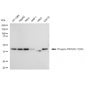 LifeSab™ KD-Validated Phospho-PRAS40 (T246) Rabbit mAb (20 μl)