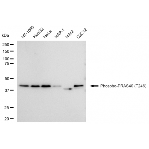 LifeSab™ KD-Validated Phospho-PRAS40 (T246) Rabbit mAb (20 μl)