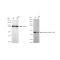 LifeSab™ KD-Validated Phospho-PRAS40 (T246) Rabbit mAb (20 μl)